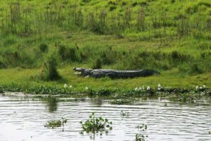 3 Days and 2 Nights Chitwan National Park Safari Tour in Pokhara - Day 2 Jeep Safari at Chitwan National Park: Early Timing and Real Chances