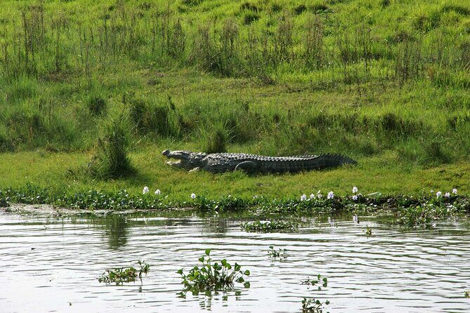 3 Days and 2 Nights Chitwan National Park Safari Tour in Pokhara - Day 2 Jeep Safari at Chitwan National Park: Early Timing and Real Chances