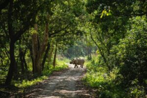 From Kathmandu/Pokhara: Private 3-Day Chitwan Safari Tour - Day 1: The cultural show, Nepali dinner, and the lodge settle-in
