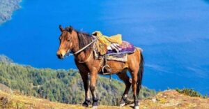Pokhara: 1-Hour Horseback Ride with Hotel Pickup - The equestrian center welcome: gear, safety, and your horse