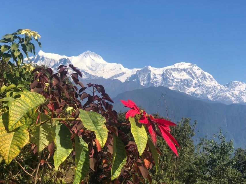 Pokhara: Sunrise Tour to Sarangkot - Who This Tour Suits Best (and Who Should Skip It)